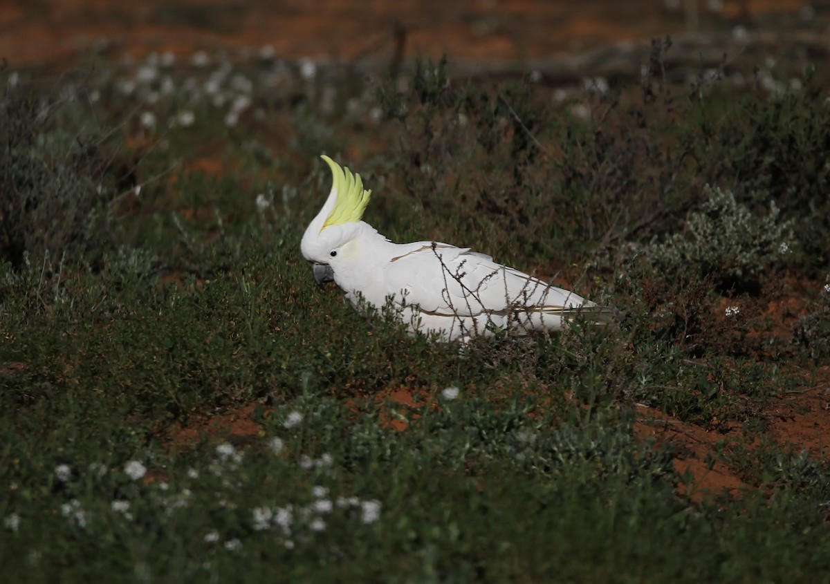 Sulphur-crested Cockatoo - ML387505851