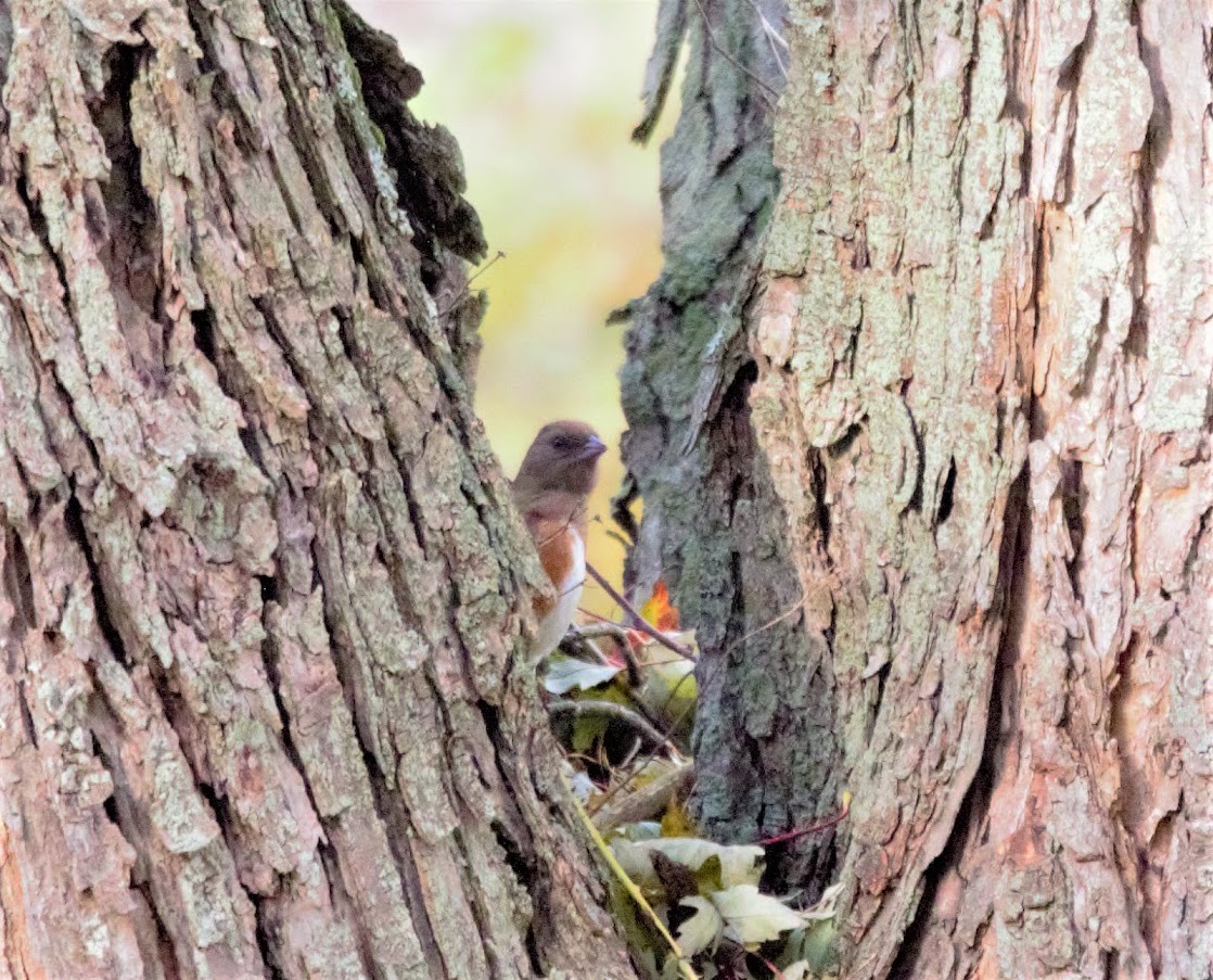 Eastern Towhee - Andrew Knapp