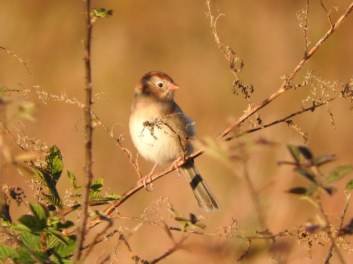 Field Sparrow - Milton Hobbs