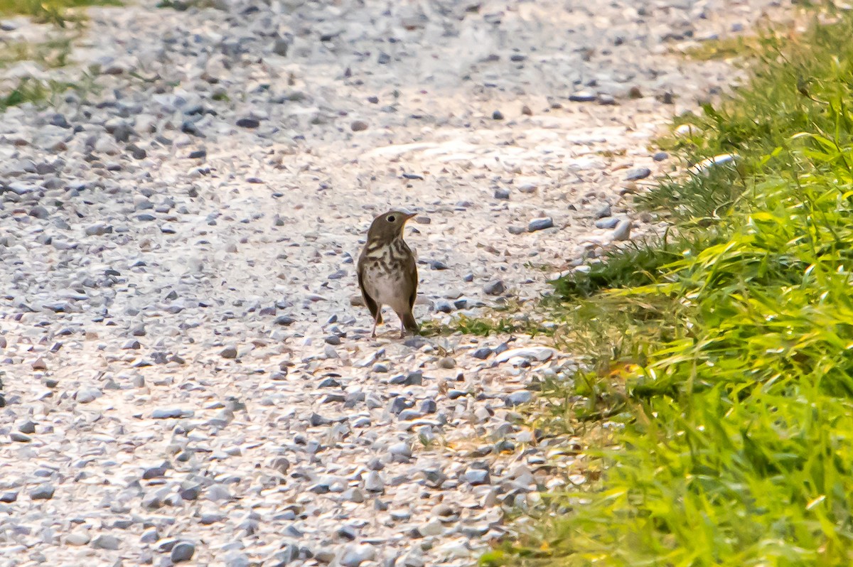 Swainson's Thrush - ML387507141