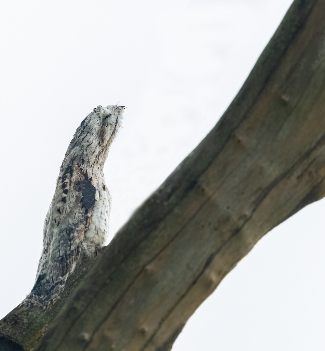 Common Potoo - ML387509511