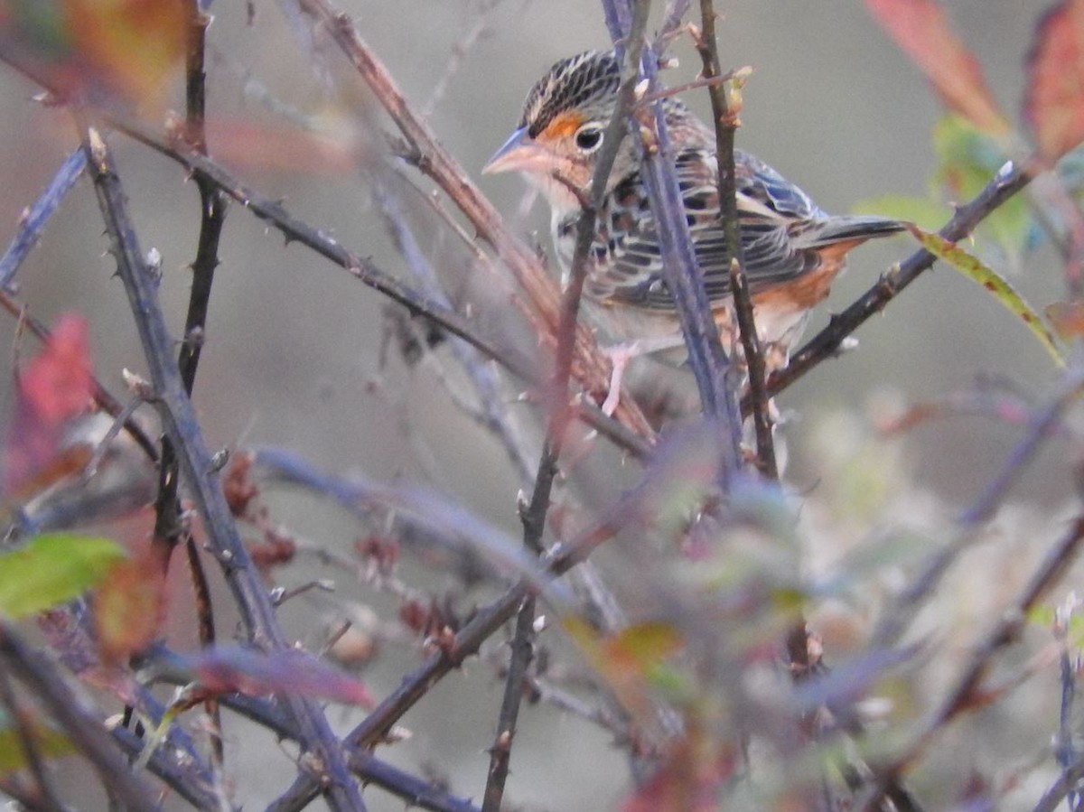 Grasshopper Sparrow - ML387510921