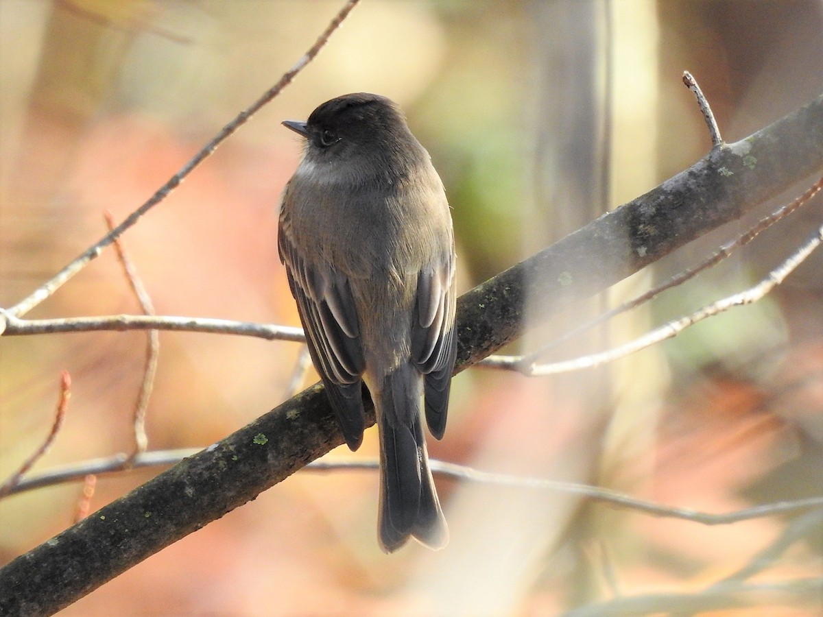 Eastern Phoebe - ML387511661