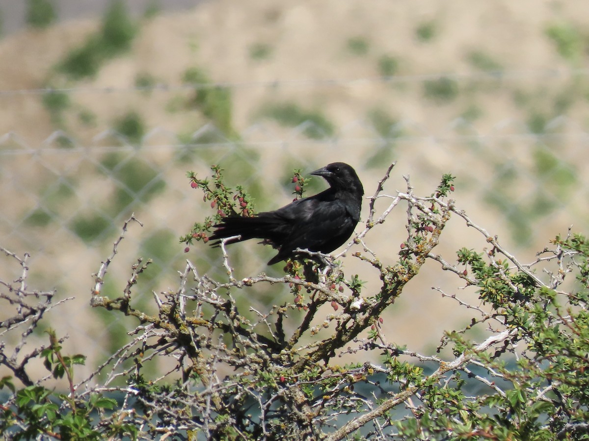 patagoniatrupial - ML387511981