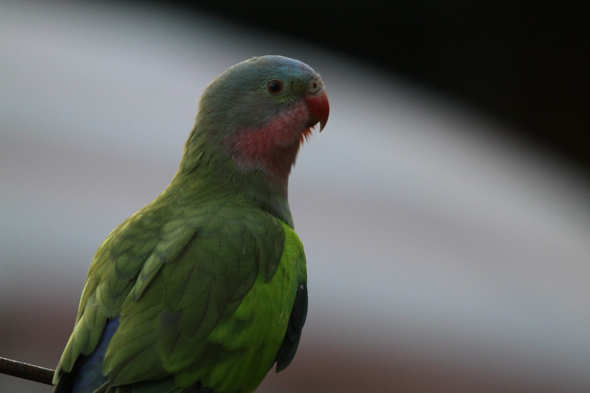 Princess Parrot - ML387513991