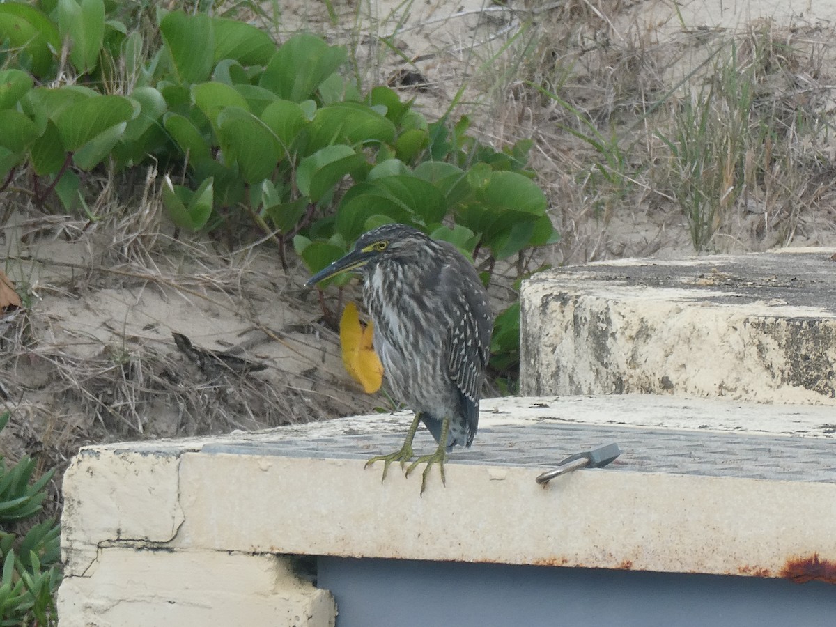 Striated Heron - ML387514541