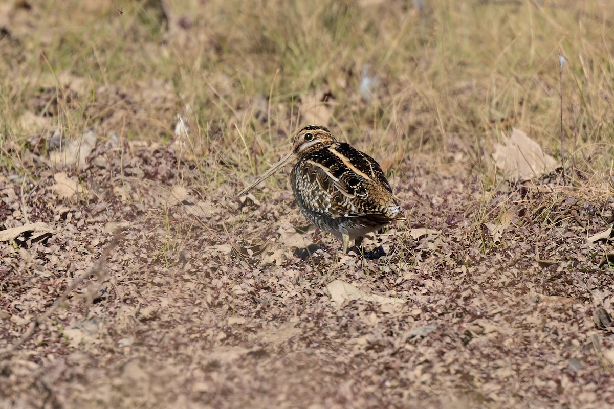 Wilson's Snipe - ML387515181