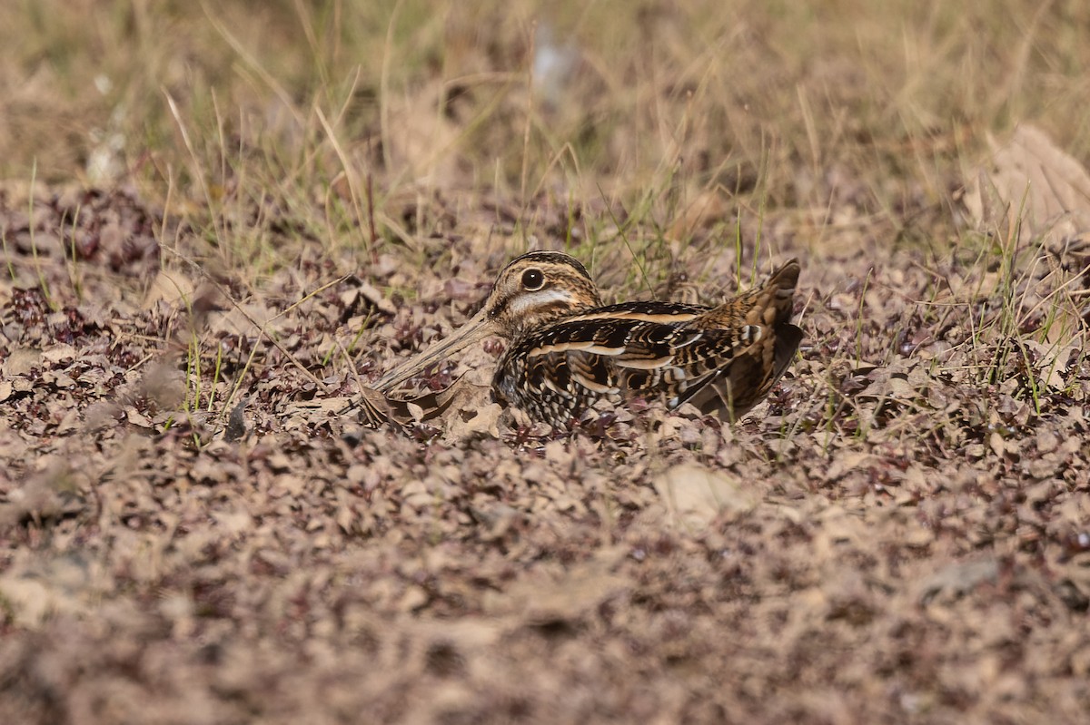 Wilson's Snipe - ML387515191