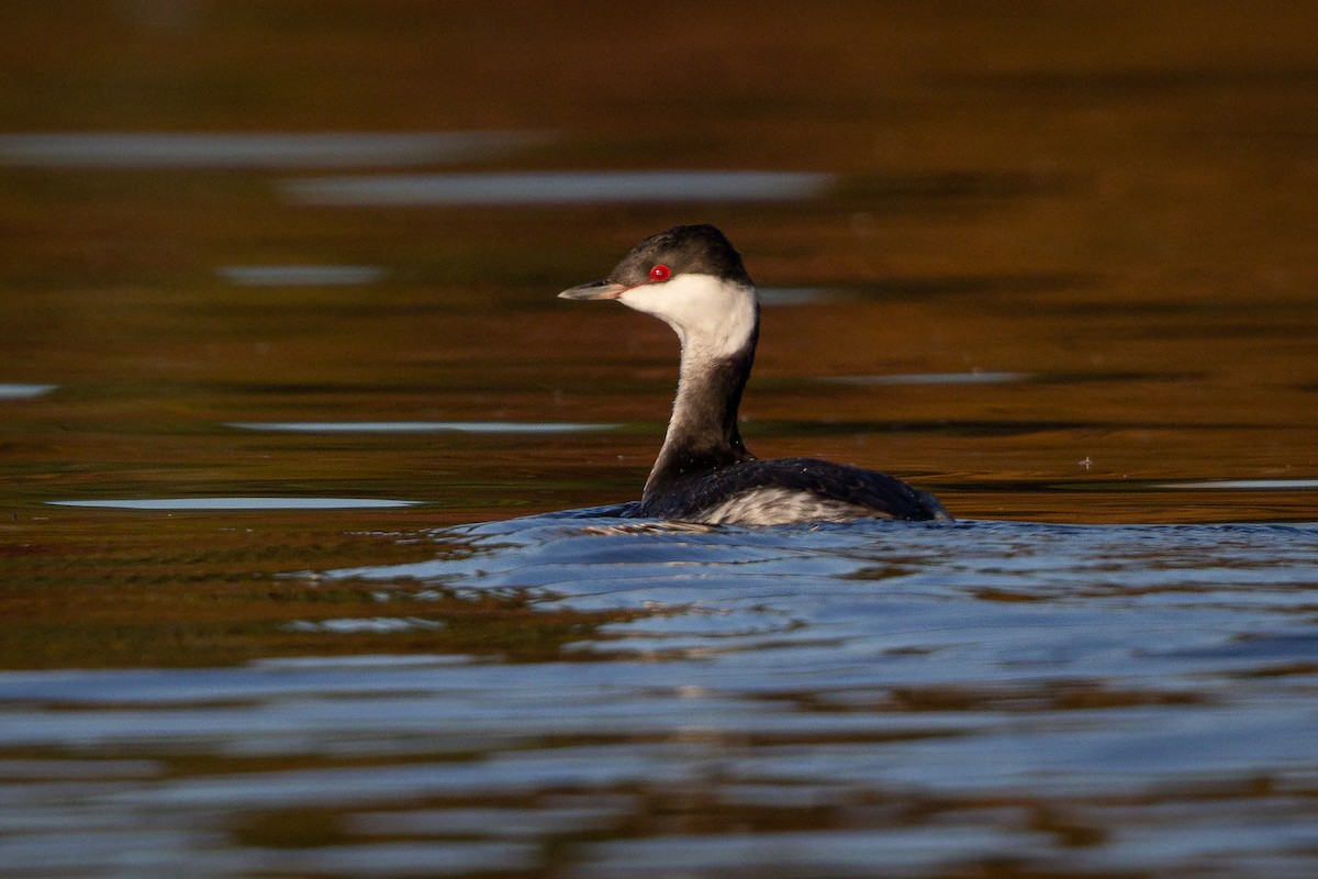 Horned Grebe - ML387515251