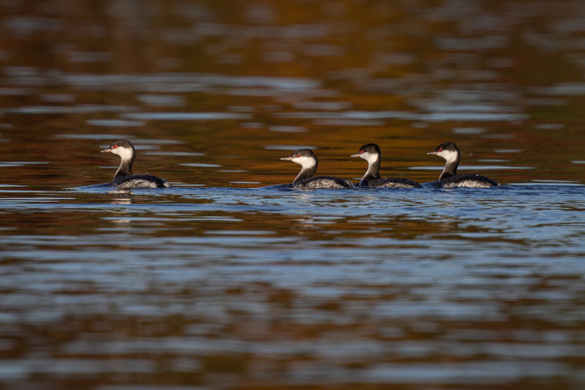 Horned Grebe - ML387515291