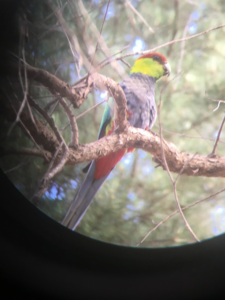 Red-capped Parrot - ML387515351