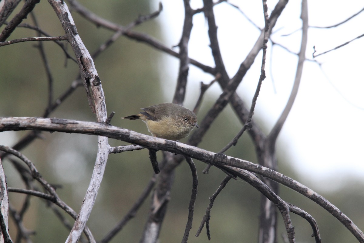 Buff-rumped Thornbill - ML387515921