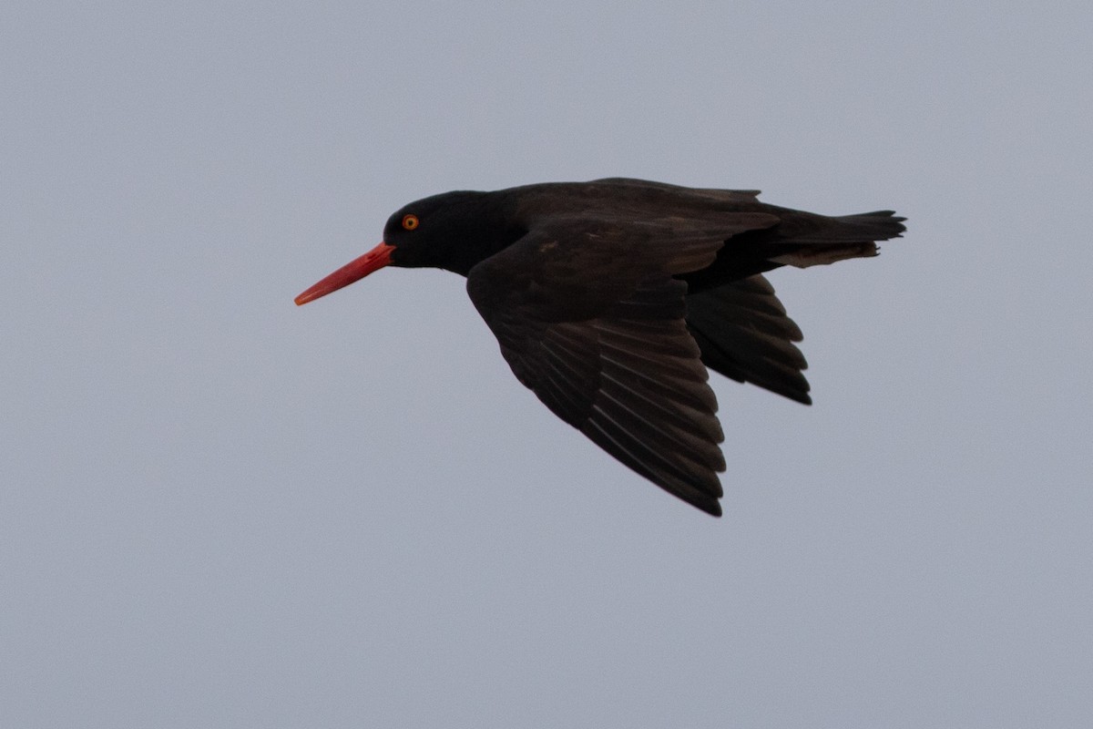 Black Oystercatcher - ML387518111