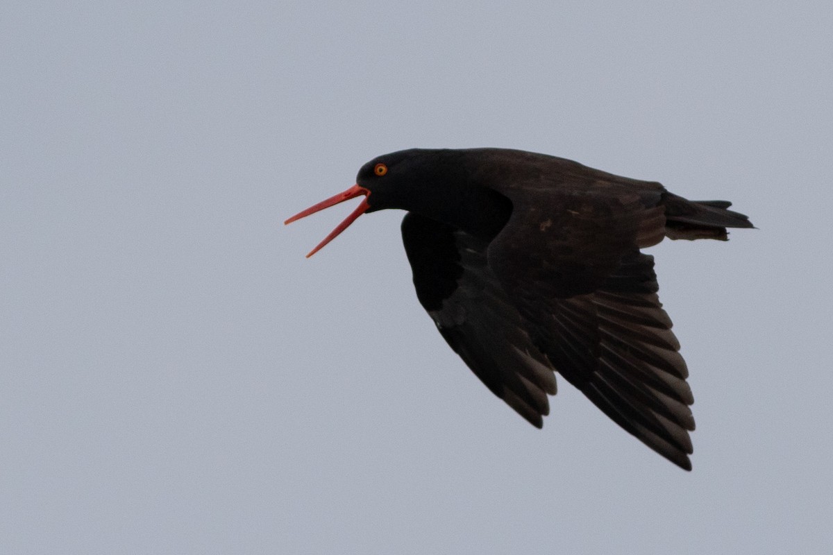 Black Oystercatcher - ML387518121