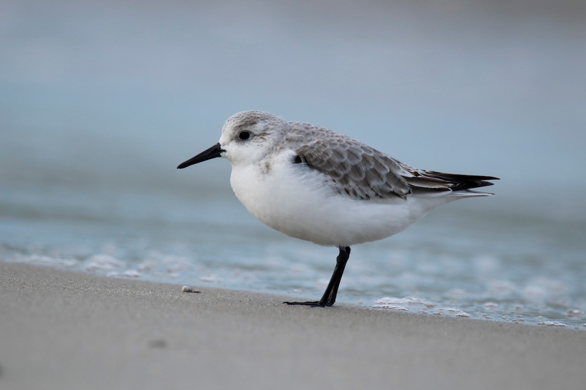 Sanderling - ML387518631