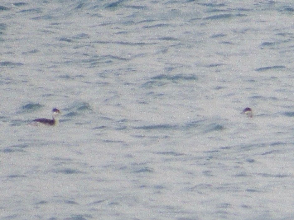 Horned Grebe - Owen Woodhouse