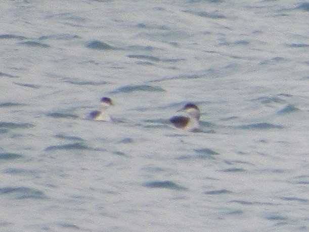 Horned Grebe - Owen Woodhouse