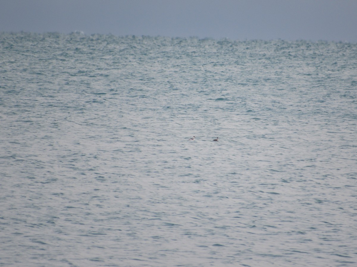 Horned Grebe - Owen Woodhouse