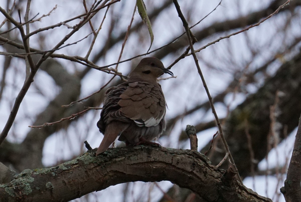 White-winged Dove - ML387523101