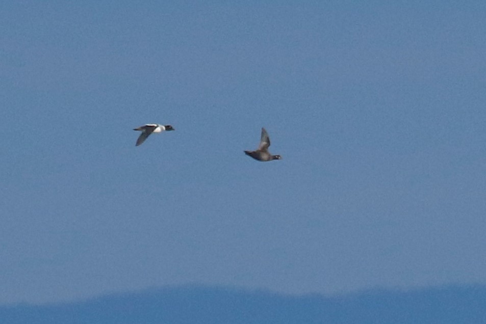 Harlequin Duck - mario balitbit