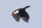 Red-winged Blackbird - David Brown