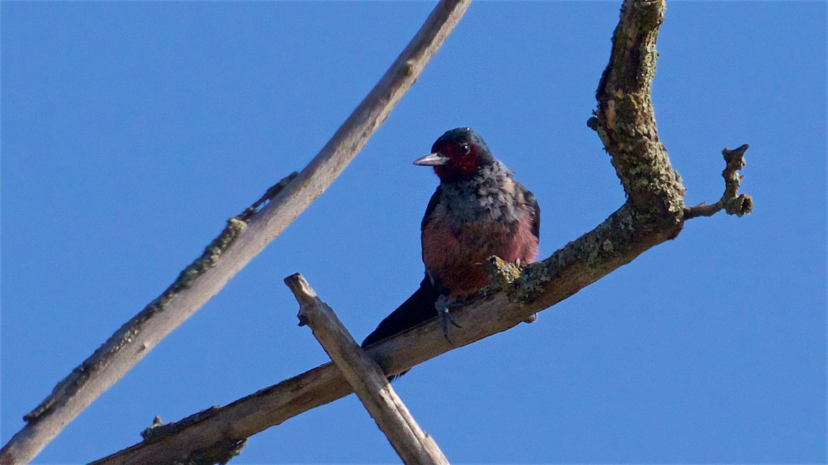 Lewis's Woodpecker - Ed Harper