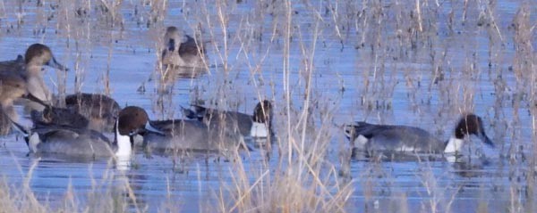 Northern Pintail - ML387525501