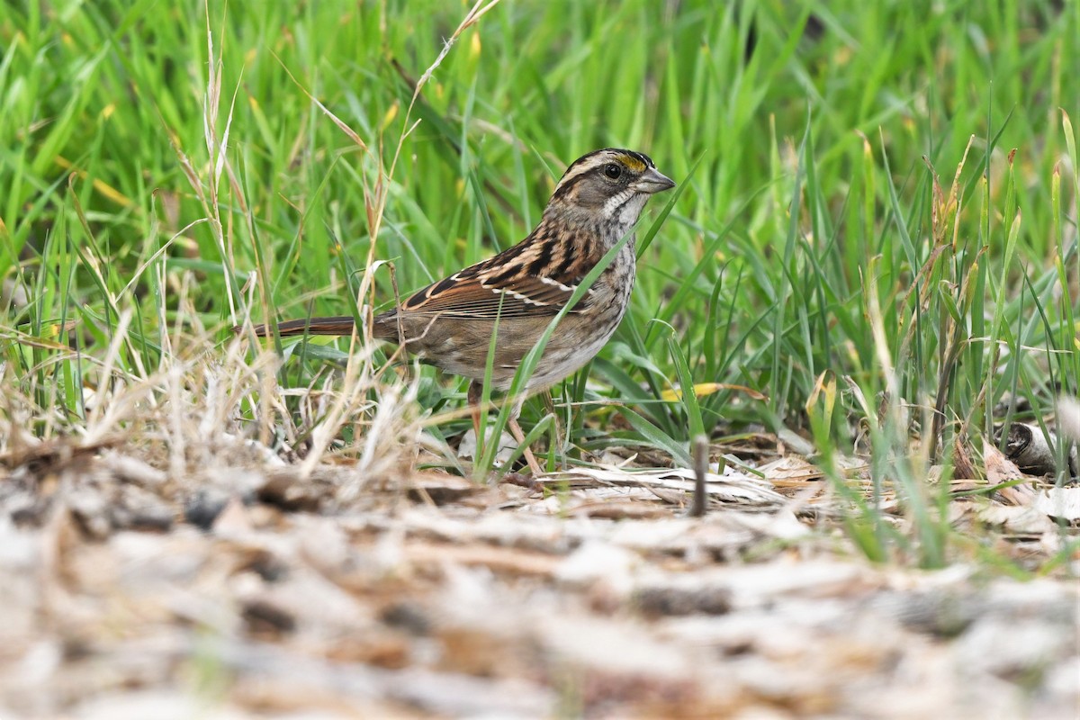 White-throated Sparrow - ML387526221