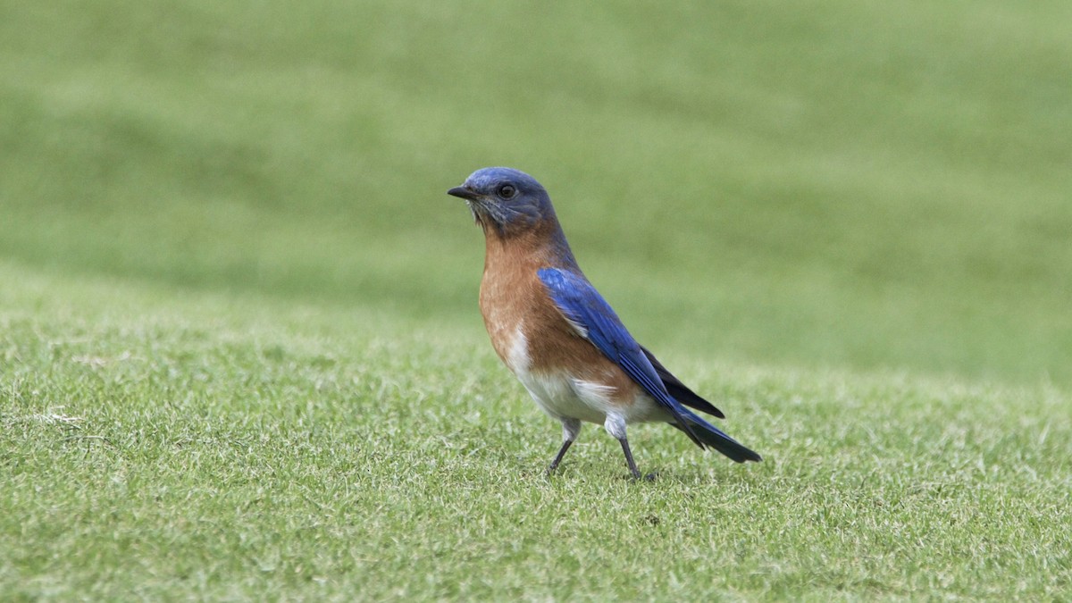 Eastern Bluebird - ML387526631