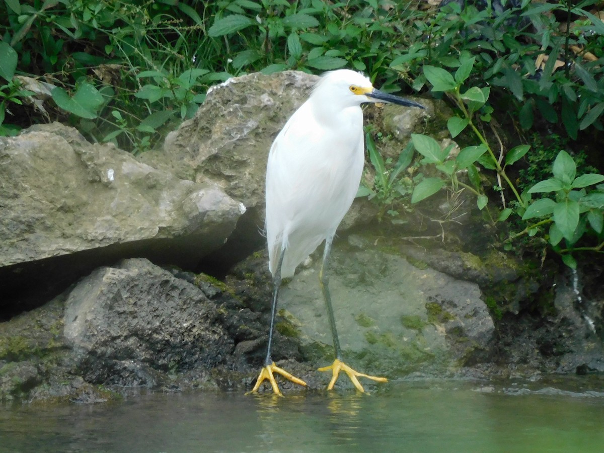 Snowy Egret - ML387527351