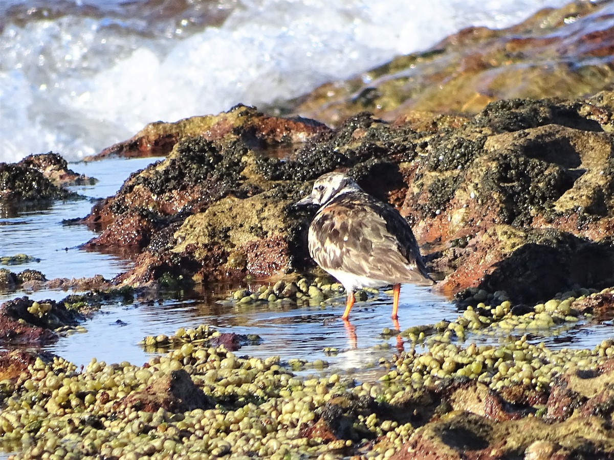 Ruddy Turnstone - ML387527851