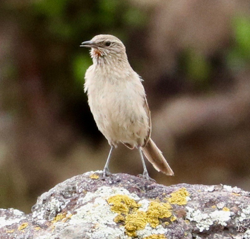 Streak-throated Canastero - Karl Overman