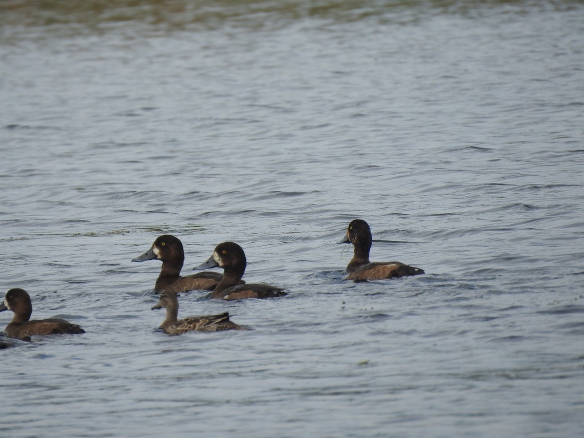 Greater Scaup - ML387531541