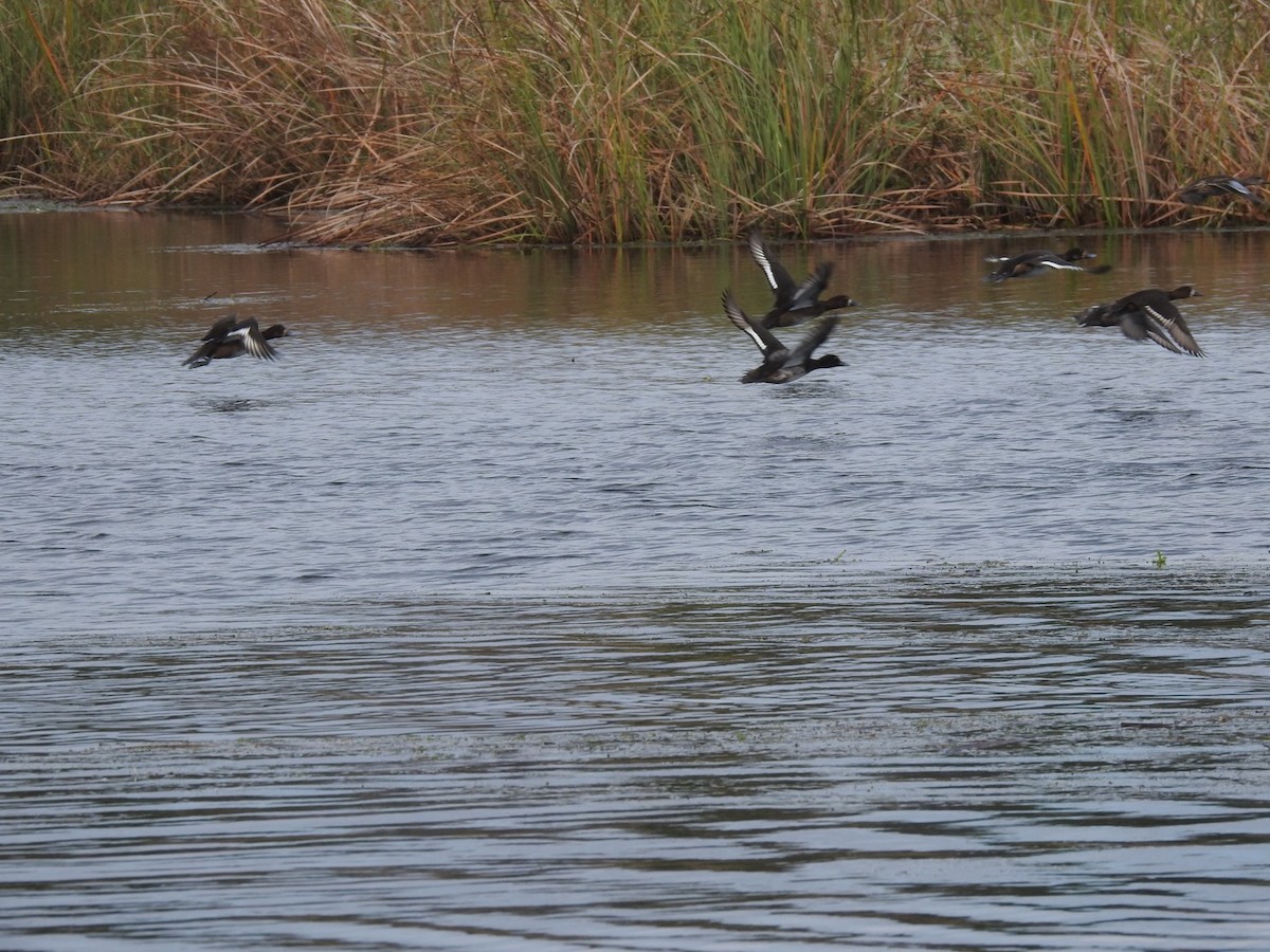 Greater Scaup - ML387531551