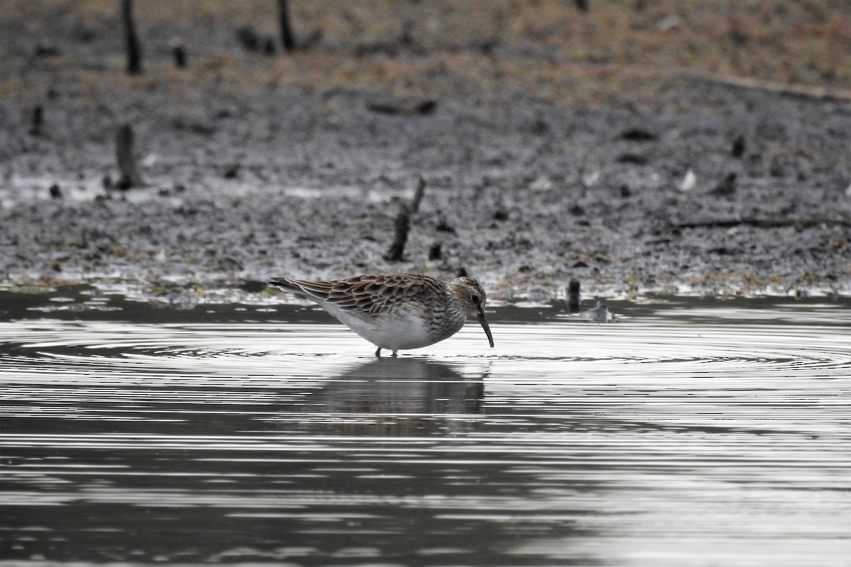 Pectoral Sandpiper - ML387531601