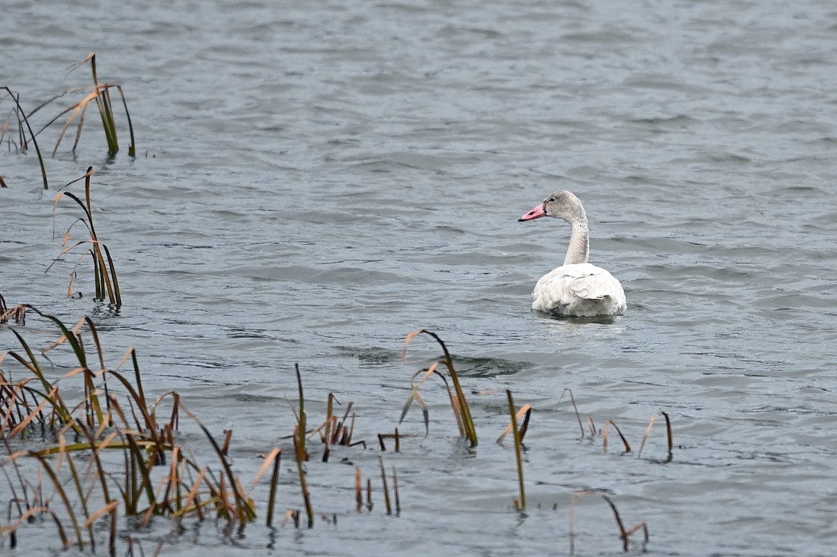 Tundra Swan - ML387531911