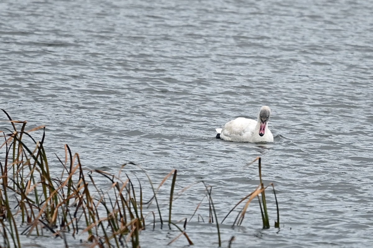 Cygne siffleur - ML387533071