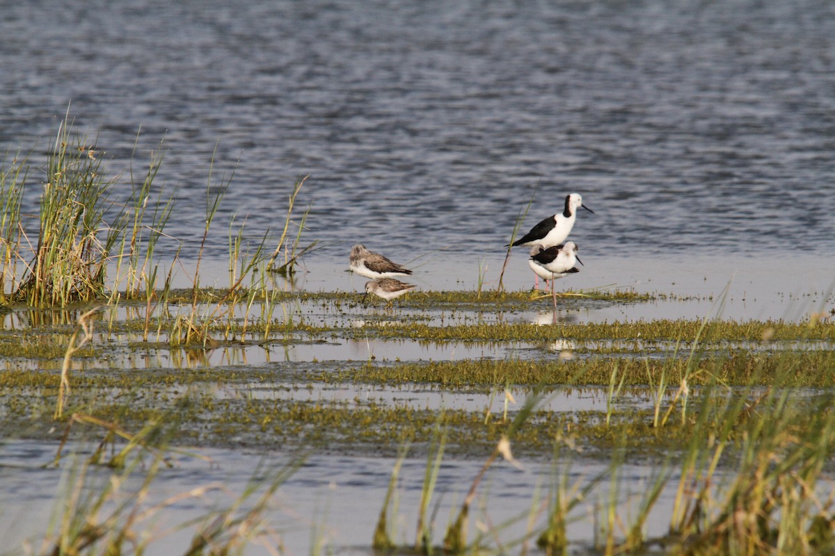 Stilt Sandpiper - ML387533151