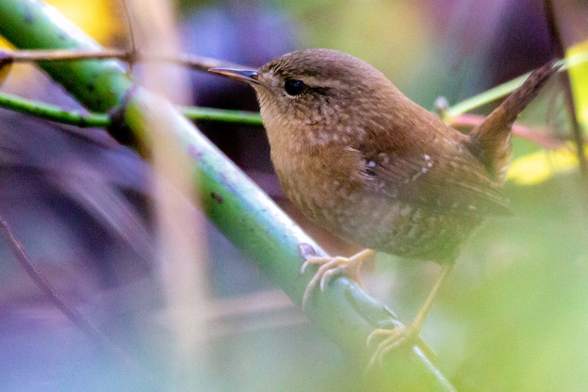 Winter Wren - ML387534041