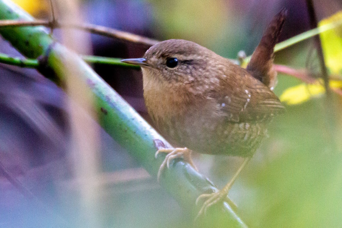 Winter Wren - ML387534061
