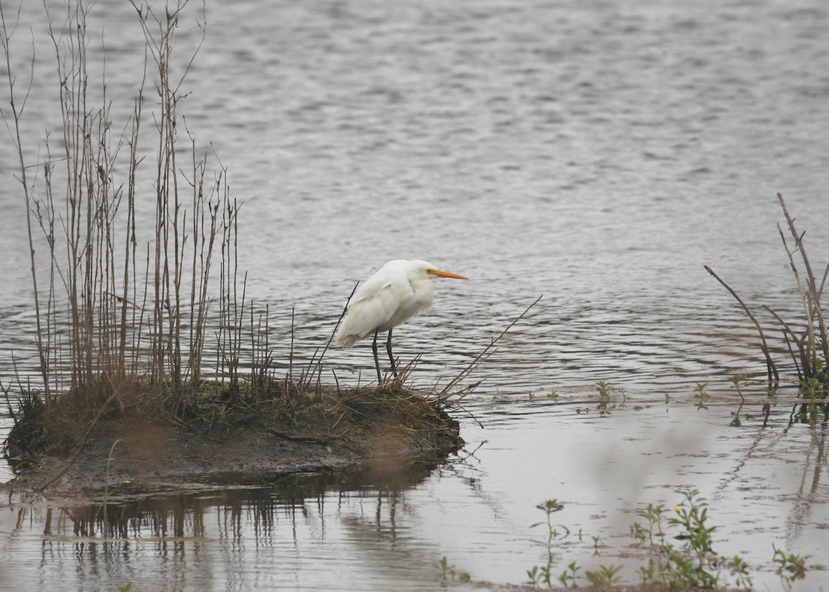 Plumed Egret - ML387536531