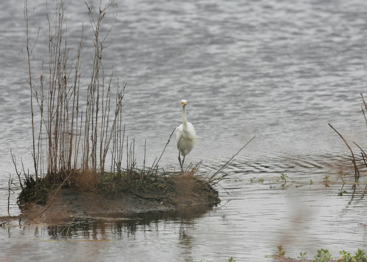 Plumed Egret - ML387536541