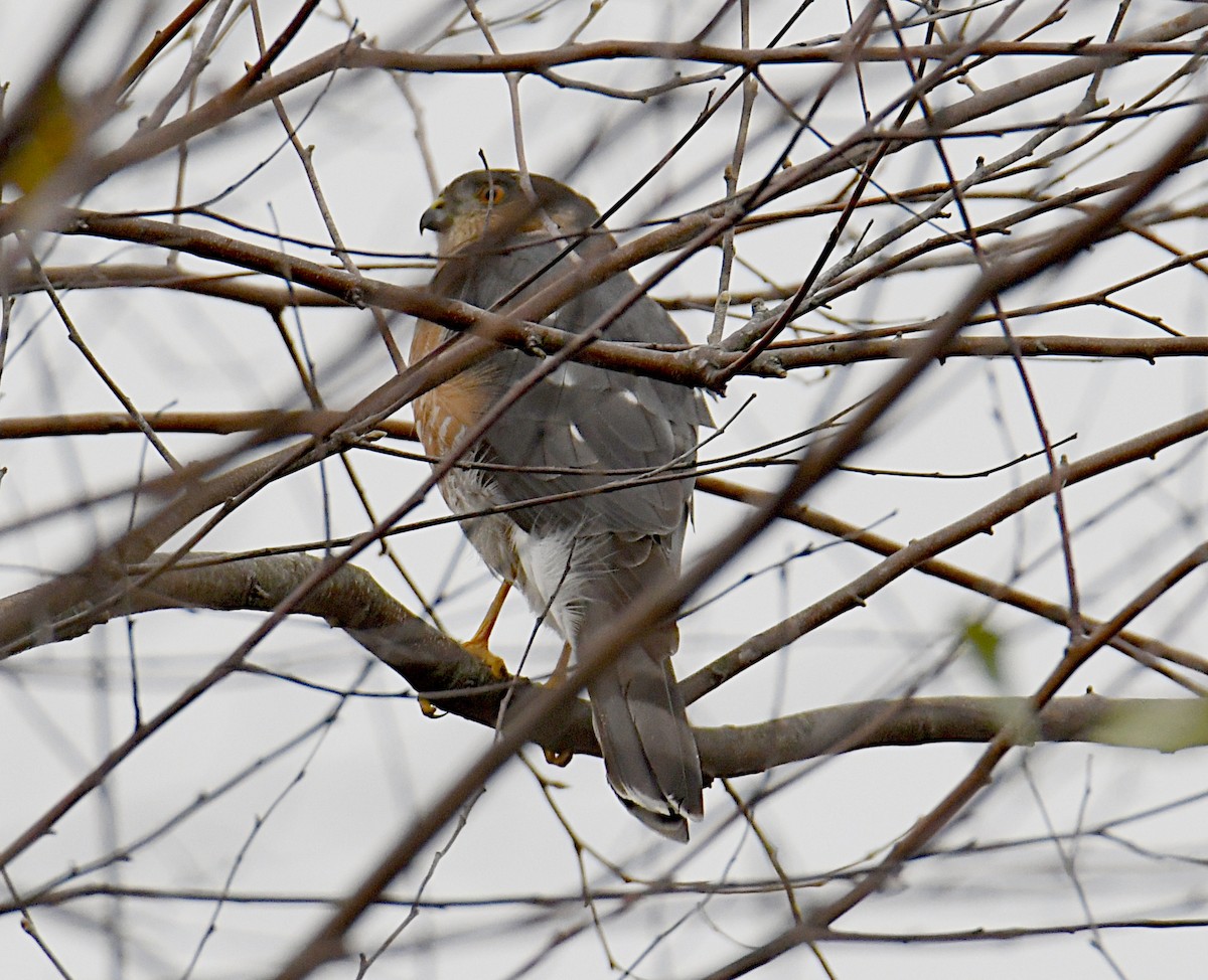 Sharp-shinned Hawk - Glenn Wyatt