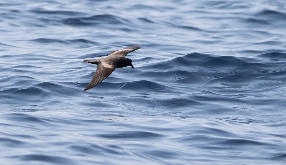 Black Storm-Petrel - ML38753751