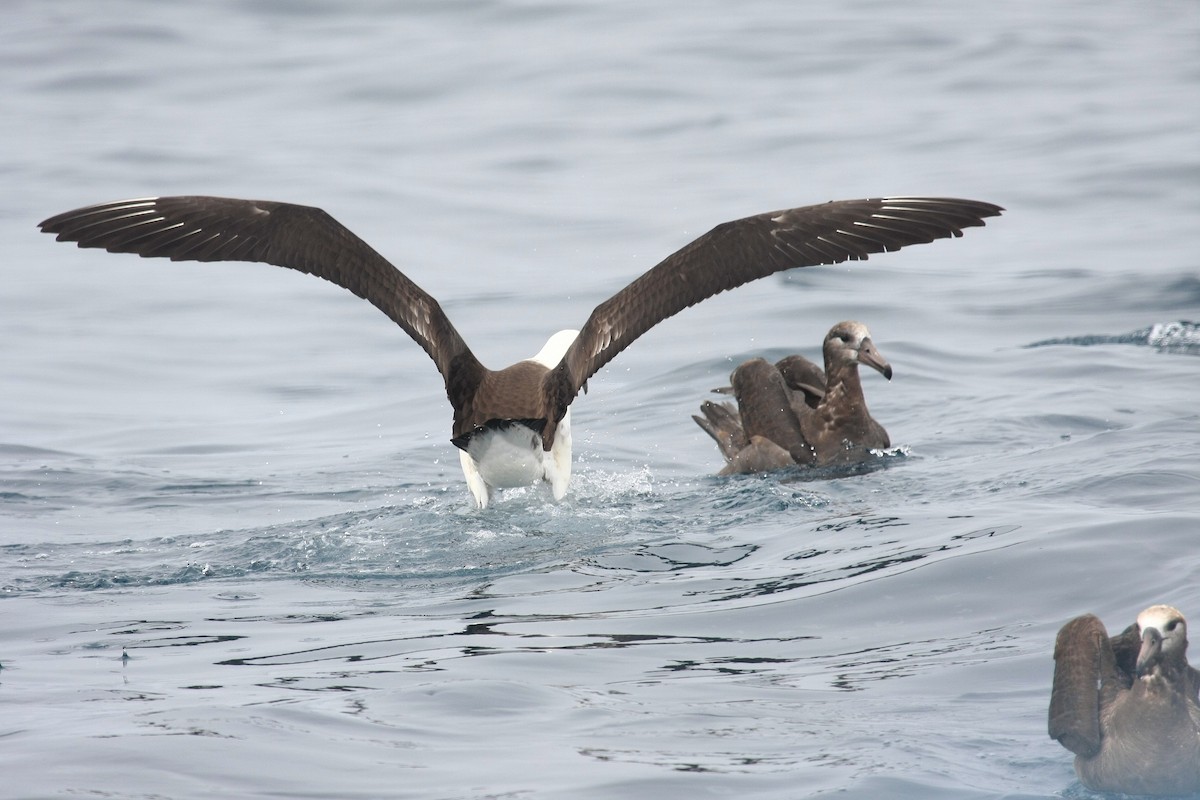 Albatros de Laysan - ML38754011