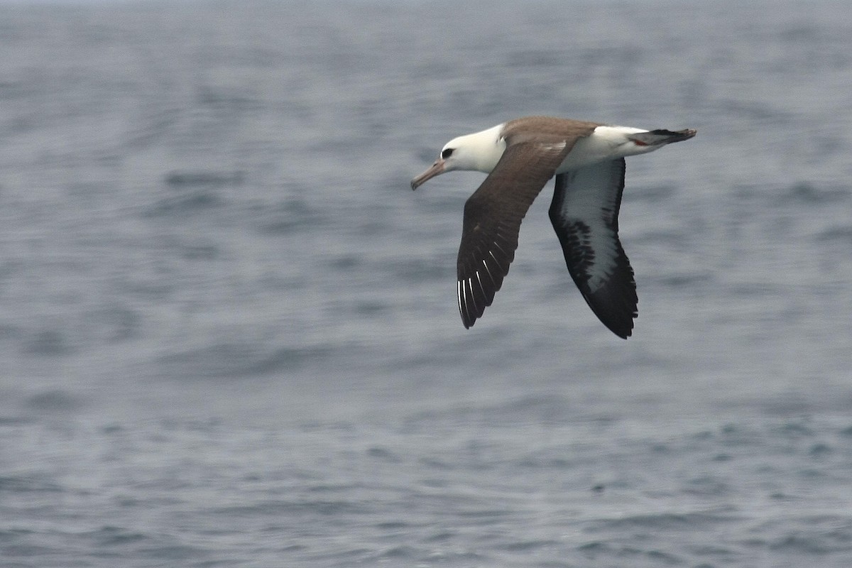 albatros laysanský - ML38754061