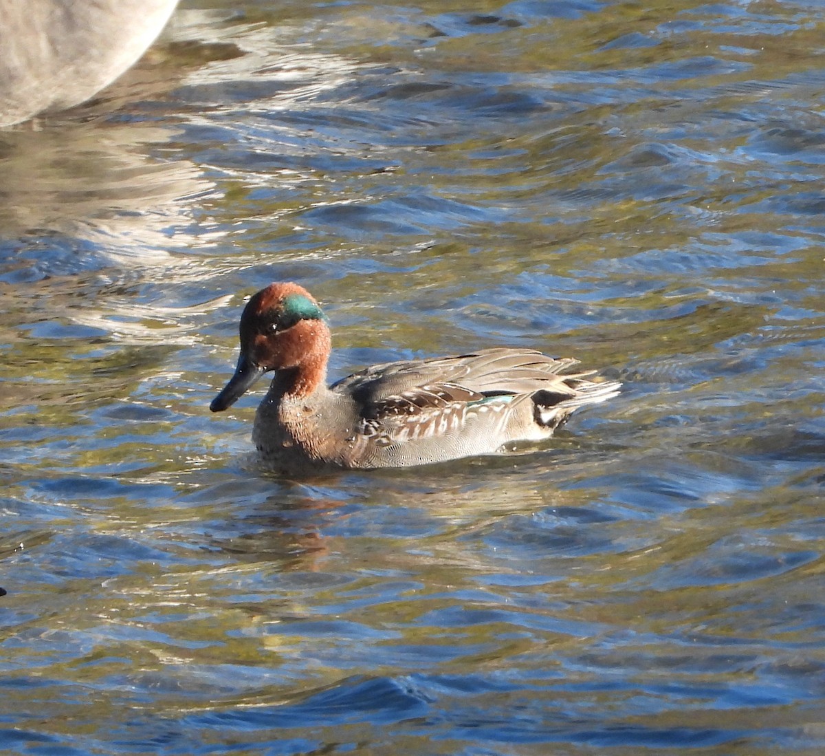Green-winged Teal - ML387541001