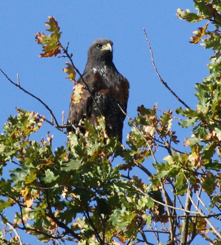 Jackal Buzzard - ML38754161