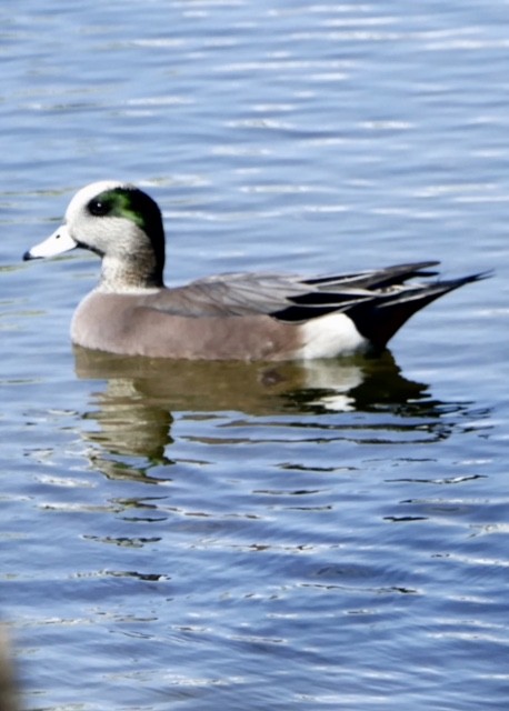 American Wigeon - ML38754231