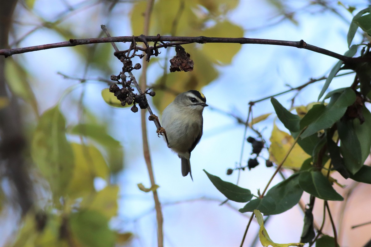 Golden-crowned Kinglet - ML387542811